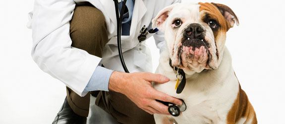 Una importante noticia: la rebaja del IVA en los servicios veterinarios