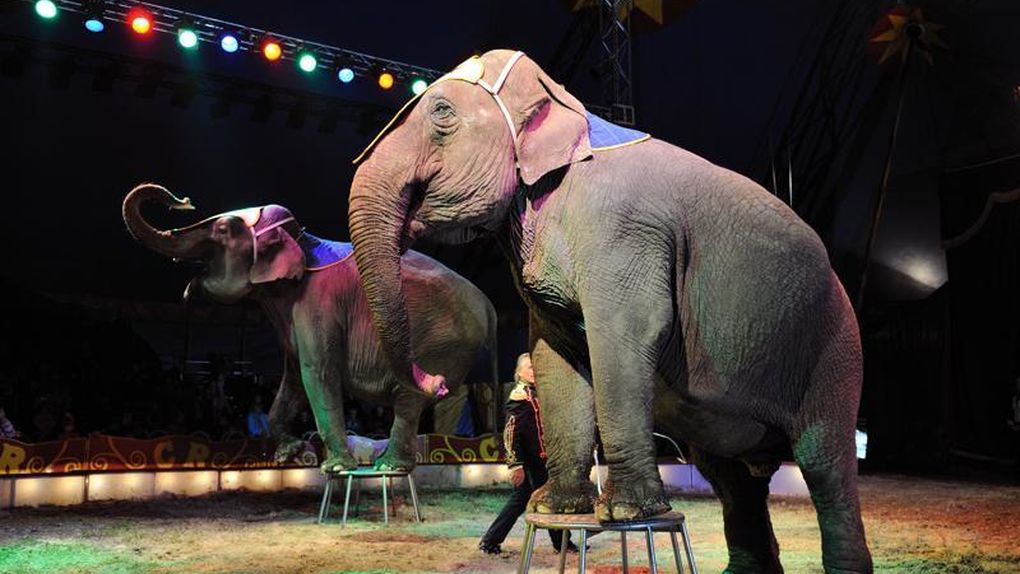 “The show musn´t go on”… o por qué ha llegado el principio del fin de los circos con animales