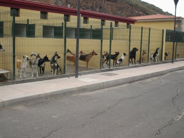 La protección animal y el ente público local en Cataluña