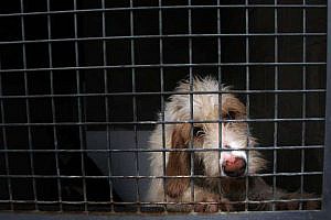 Condenas por maltrato animal e ingresos en prisión: camino recorrido y (aún mucho) camino por recorrer
