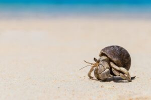 Decathlon y los cangrejos: Una incoherencia en la protección de los seres sintientes en España